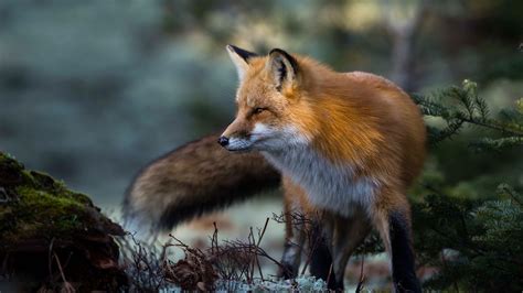 4K Fox Wallpapers - Top Free 4K Fox Backgrounds - WallpaperAccess