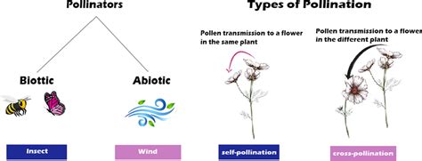 Types of pollination and pollinators | Download Scientific Diagram