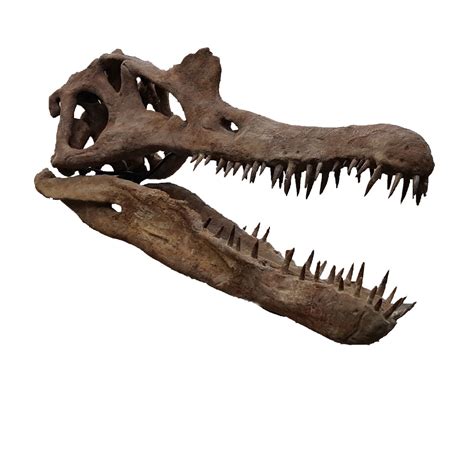 Spinosaurus Skull - Is It Real? How to Recognize Fossil Fabrications - The Fossil Forum