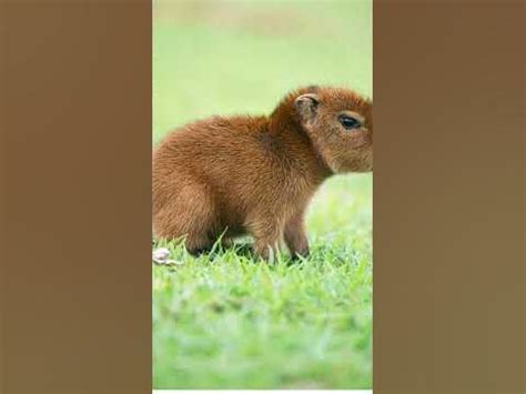 Hi my name is Clara the Capybara - YouTube