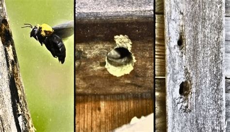 How To Protect Wood Siding From Carpenter Bees