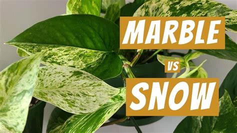 Snow Queen vs Marble Queen Pothos - Can you turn one into the other ...