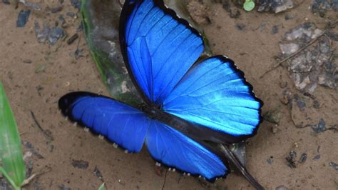 Mariposa morpho azul | Rainforest Expeditions