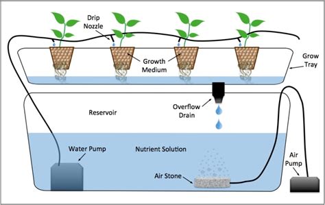 What Are The Types Of Hydroponics Systems? - Smart Garden Guide