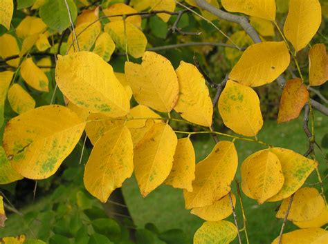 Yellowwood Tree Fall Foliage How much do you know about the Yellowwood ...