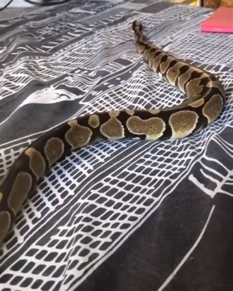 Long snake ever - long snakes lover - pet owner [Video] | Pet snake, Snake, Reptiles in 2022 ...