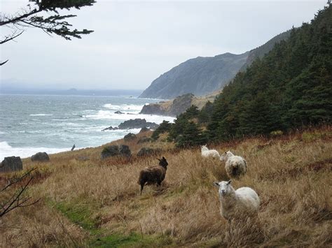 Sheep in Gros Morne National Park, Newfoundland, Canada | Gros morne ...