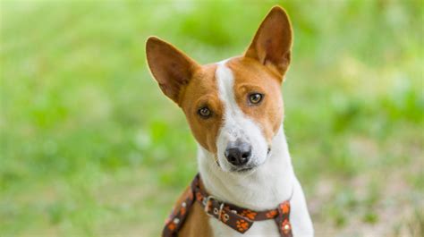 Basenji Dogs | Pet Health Insurance & Tips