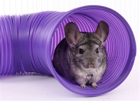 Chew Toys For Chinchillas – Wow Blog