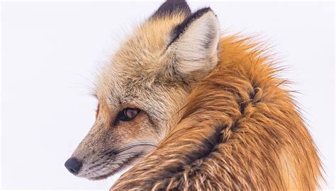 Fox – Spirit Animal, Totem, Symbolism and Meaning