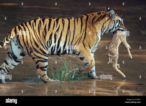 Bengal tiger (Panthera tigris tigris), adult female with prey, India Stock Photo - Alamy