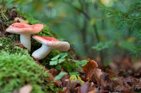 Download Nature Mushroom HD Wallpaper