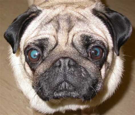 A pug pigment problem! | Veterinary ophthalmology