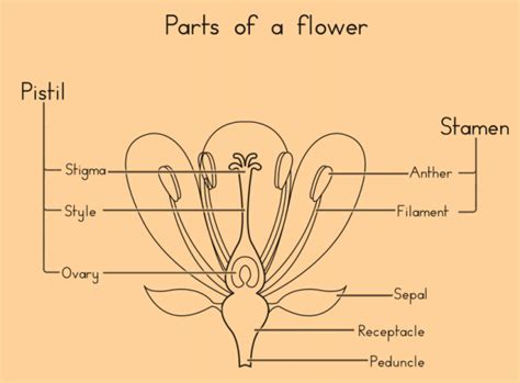 What is a Stamen? - Answered - Twinkl Teaching Wiki - Twinkl