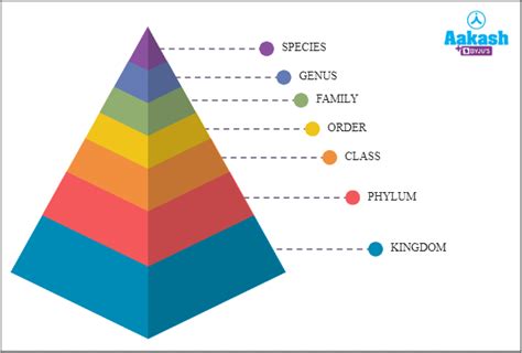 Taxonomic Hierarchy Of Humans