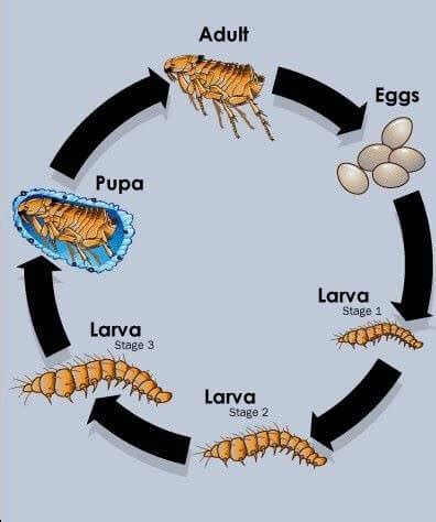 Flea Pupae On Dog