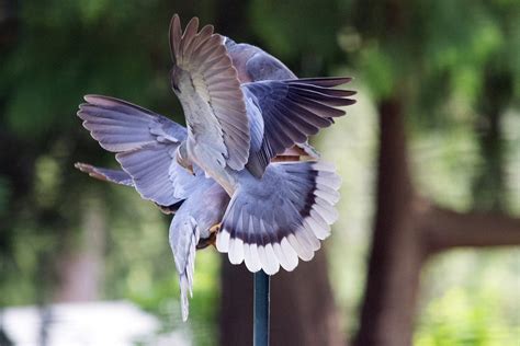 15 Breathtaking Photos of Mourning Doves - Birds and Blooms