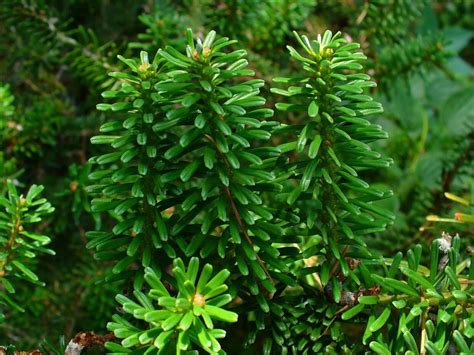 20 Korean Fir Tree (Abies Koreana) Seeds – Seed World