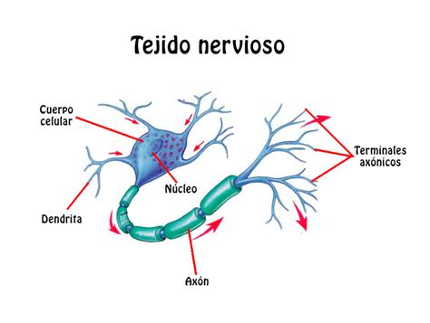 Resumen del Tejido Nervioso: Características, estructura