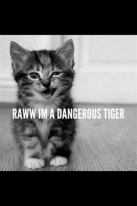 Rawr! Meow =^..^= | Cute cats, Cats, Funny cats