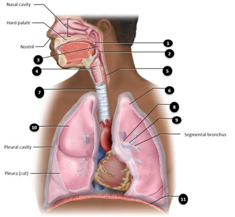 Respiratory System Anatomy Quizlet - aladdinmoms