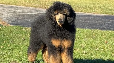 Phantom Poodle: Unraveling The Mystery Of The Breed