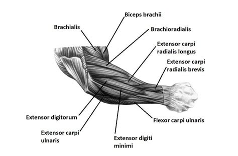 How to develop stronger forearm muscles | by Damir Pervan | Experts write | Medium