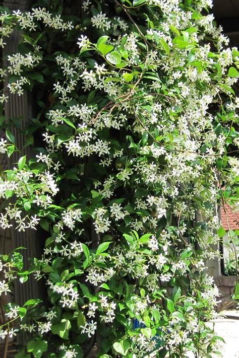 Tree Jasmine - Flowering - Outdoor Plants | Plantshop.me