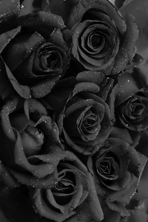 Pin by Maira Padalackles on Flowers | Rose wallpaper, Black roses wallpaper, Black flowers