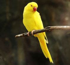 12 Best Yellow Animals ideas | yellow animals, animals, pet birds