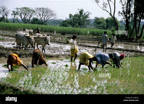 Women working in Rice Plantations South India Kerala Village Life Stock Photo - Alamy