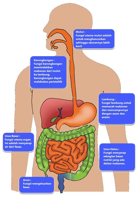 Gambar Sistem Pencernaan Pada Manusia Dan Keterangannya - Info Terkait Gambar