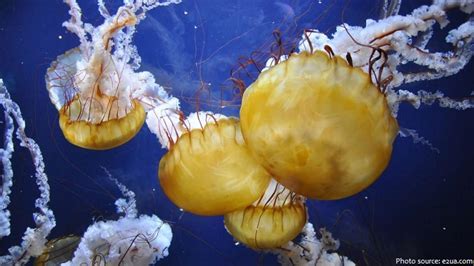 Interesting facts about jellyfish | Just Fun Facts