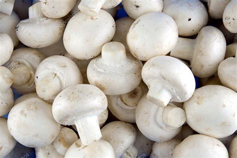 Edible white champignon mushrooms Stock Photo by ©victorO 5969858