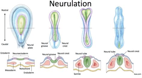 Neuro II Unit 1 Flashcards | Quizlet