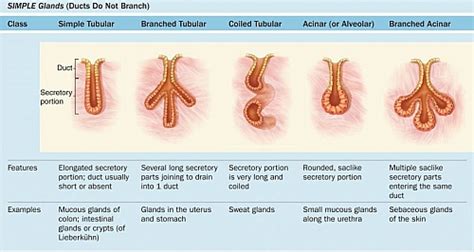 Glands: Classifications, Types, Functions and Diagrams - Jotscroll