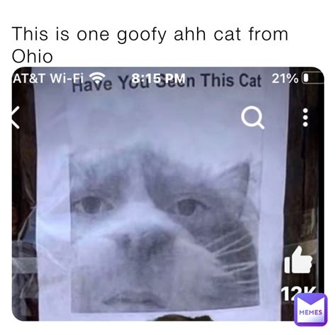 This is one goofy ahh cat from Ohio | @goofyahhcatmemes | Memes