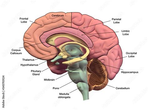 Human Brain Sagittal Section with Labels Stock Illustration | Adobe Stock