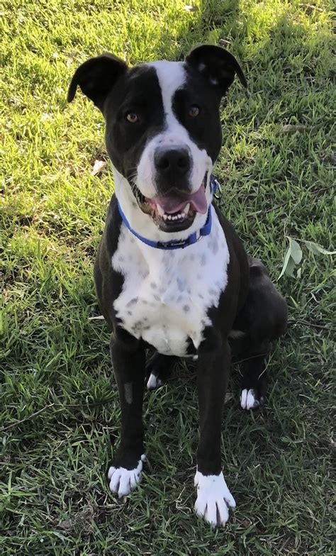 Rocky Jnr - Large Male American Staffordshire Bull Terrier Mix Dog in ...