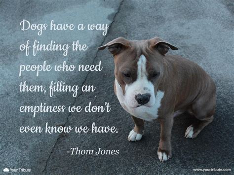 Quote | Thom Jones: Dogs have a way of find... - Your Tribute | Citazioni sui cani, Citazioni ...