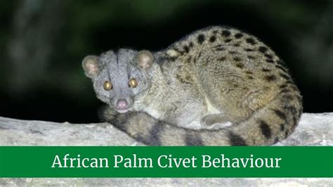 African Palm Civet || African Palm Civet Behavior || African Palm Civet ...