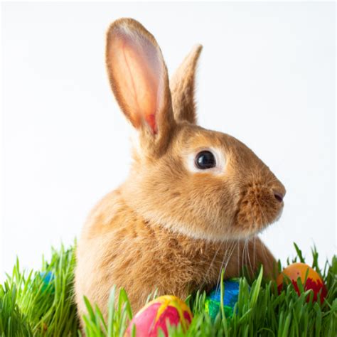 History Of The Easter Bunny: The Easter Bunny Story - Our Lively Adventures