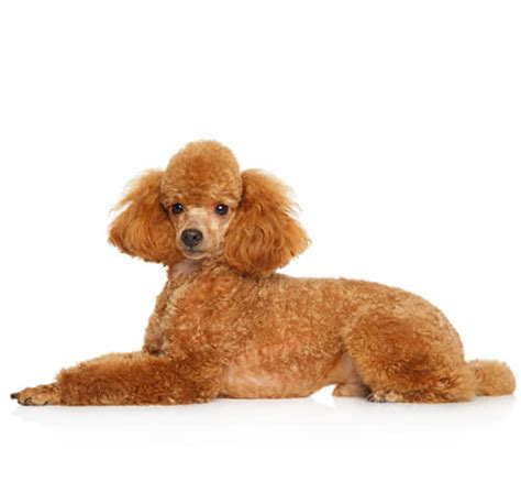 Miniature Poodle Dog Breed Information | Purina