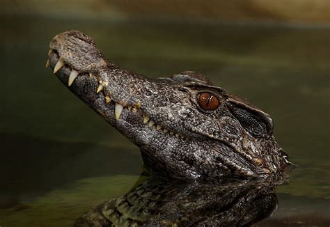 Schneider's Dwarf Caiman | At Crocodiles of the World | Flickr