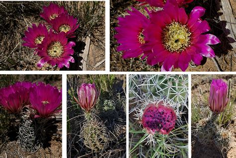 All Pink Cactus Flowers are NOT the Same - Bandelier National Monument ...