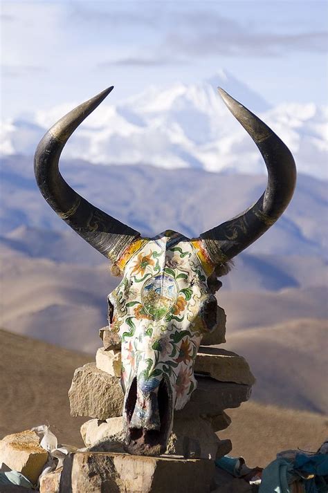 Yak skull atop Mani stones along a mountain pass to Rongbuk, Tibet ...