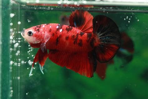 Betta Fish Gill Flukes: Causes, Signs, Treatment & Prevention (Vet Answer) | Hepper