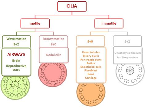 Frontiers | Respiratory Cilia as a Therapeutic Target of ...