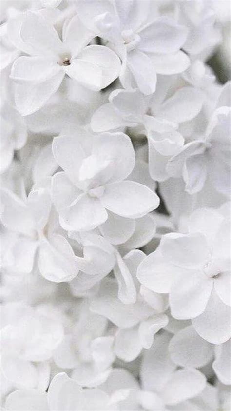 White Flowers Desktop Wallpapers | Best Flower Site