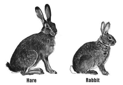 October 2011 - Ramblin' with Roger | Rabbit, Rabbit art, Hare